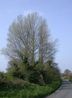 Hybrid Black Poplar 'Regenerata'