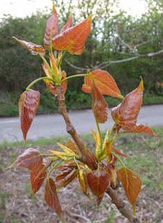 Hybrid Black Poplar 'Robusta'