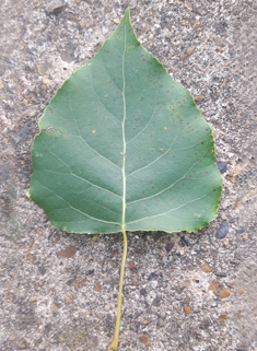 Hybrid Black Poplar 'Serotina'