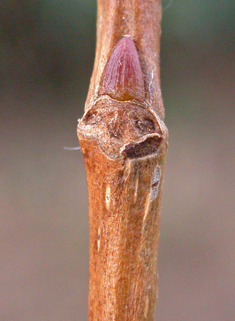 Hybrid Black Poplar 'Serotina'