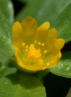 Common Purslane