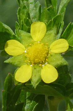 Supine Cinquefoil