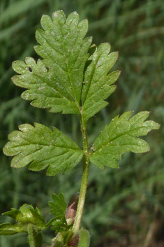 Supine Cinquefoil