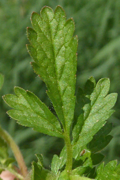 Supine Cinquefoil