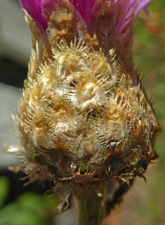 Persian Cornflower