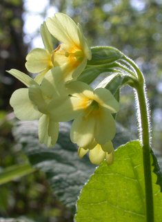 Oxlip