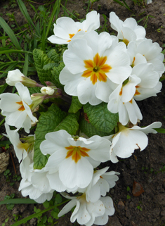 Common Primrose