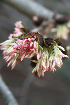 Persian Ironwood