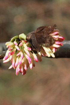 Persian Ironwood