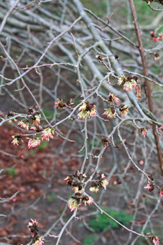 Persian Ironwood