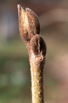 Persian Ironwood