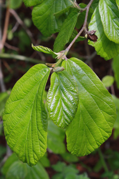 Persian Ironwood