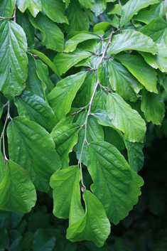 Persian Ironwood