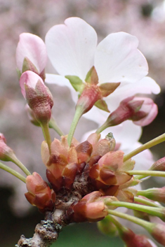 Pandora Cherry