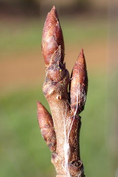 Tibetan Cherry