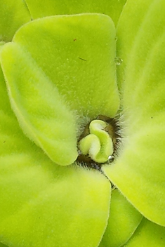 Water-lettuce