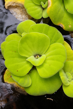 Water-lettuce