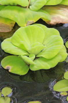 Water-lettuce