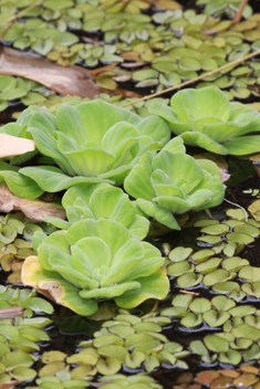 Water-lettuce