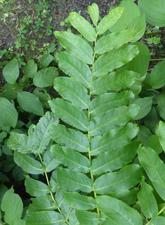 Caucasian Wingnut