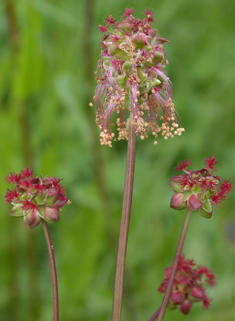 Fodder Burnet