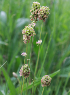 Fodder Burnet