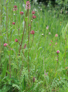 Fodder Burnet