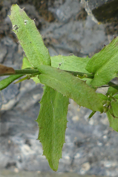 Tower Cress