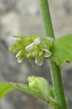 Tower Cress