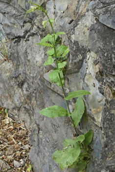 Tower Cress