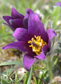 Common Pasqueflower