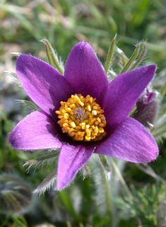 Common Pasqueflower