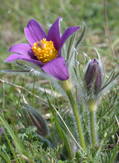 Common Pasqueflower