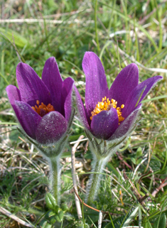 Common Pasqueflower