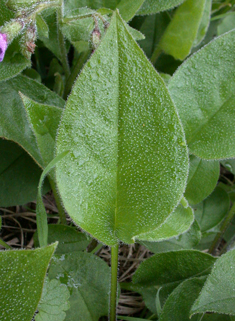 Unspotted Lungwort