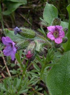 Unspotted Lungwort