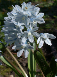 Striped Squill