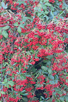 Asian Firethorn