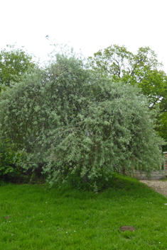 Willow-leaved Pear