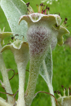 Willow-leaved Pear