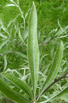 Willow-leaved Pear