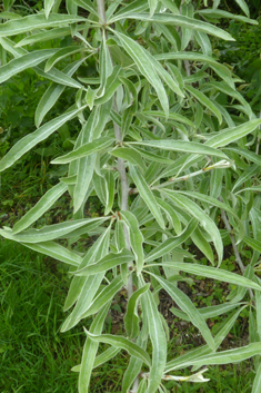 Willow-leaved Pear