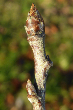 Willow-leaved Pear