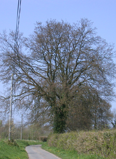 Turkey Oak