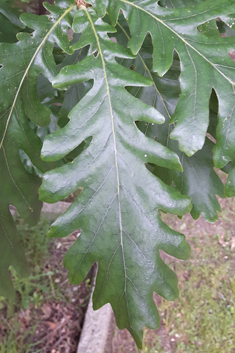 Hungarian Oak