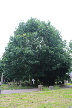 Hungarian Oak