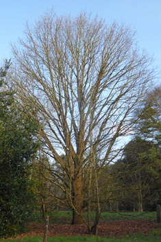 Hungarian Oak