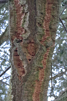 Cork Oak