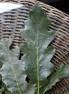 Lucombe Oak