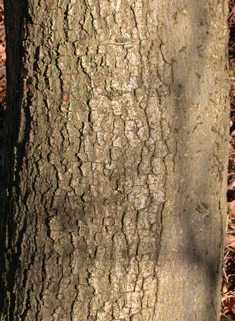 Turner's Oak